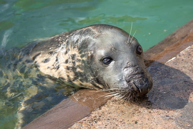 Britain Oldest Seal