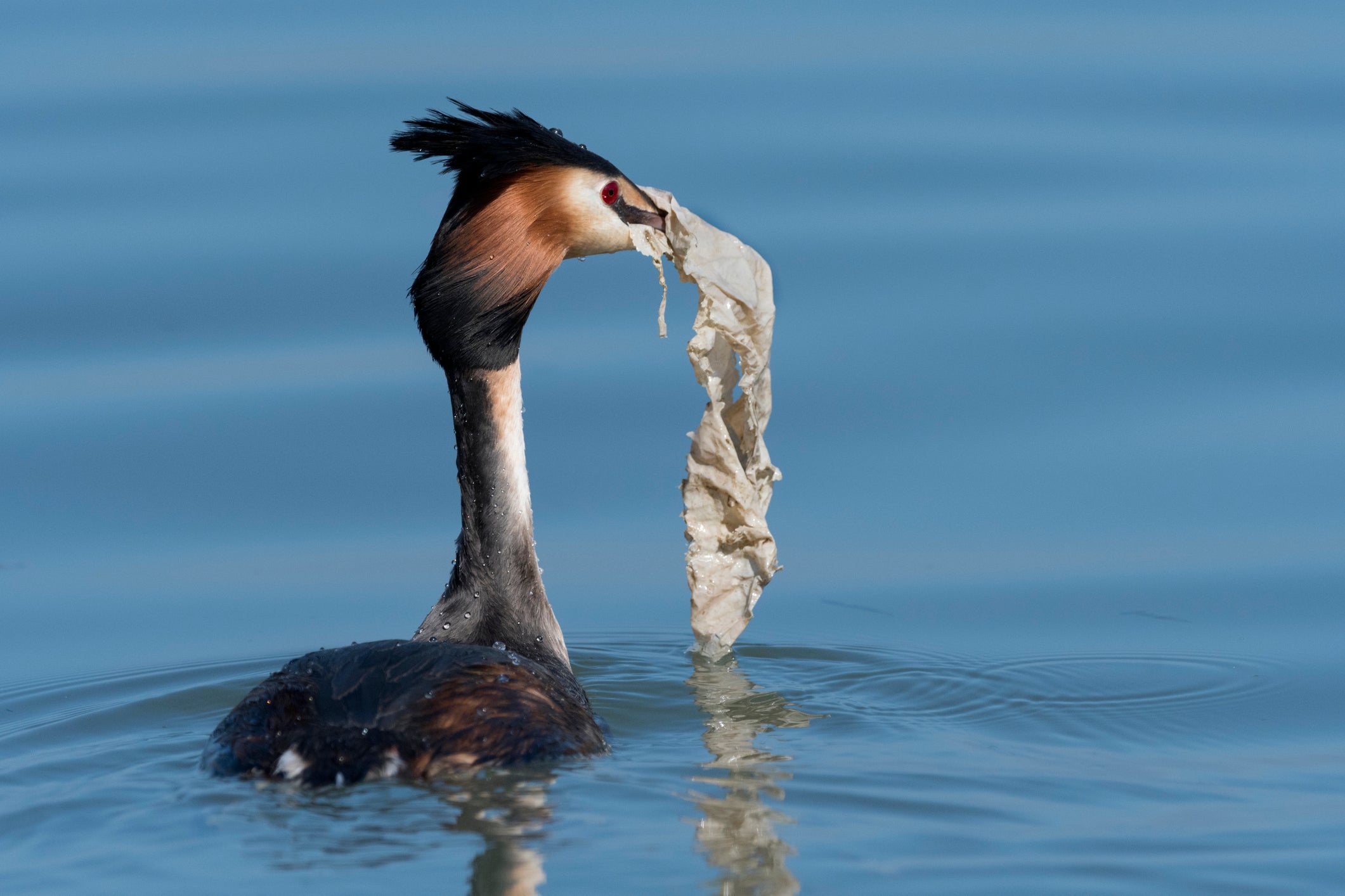 A crested grebe collects plastic waste to use alongside plant material as it builds its nest