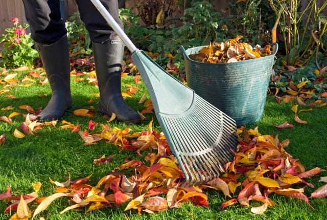 <p>A man raking fallen leaves in autumn</p>