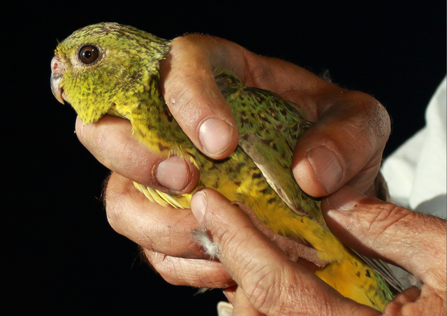 <p>Night parrot</p>