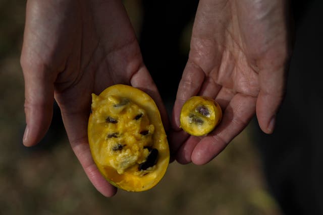 Climate Drought Pawpaw