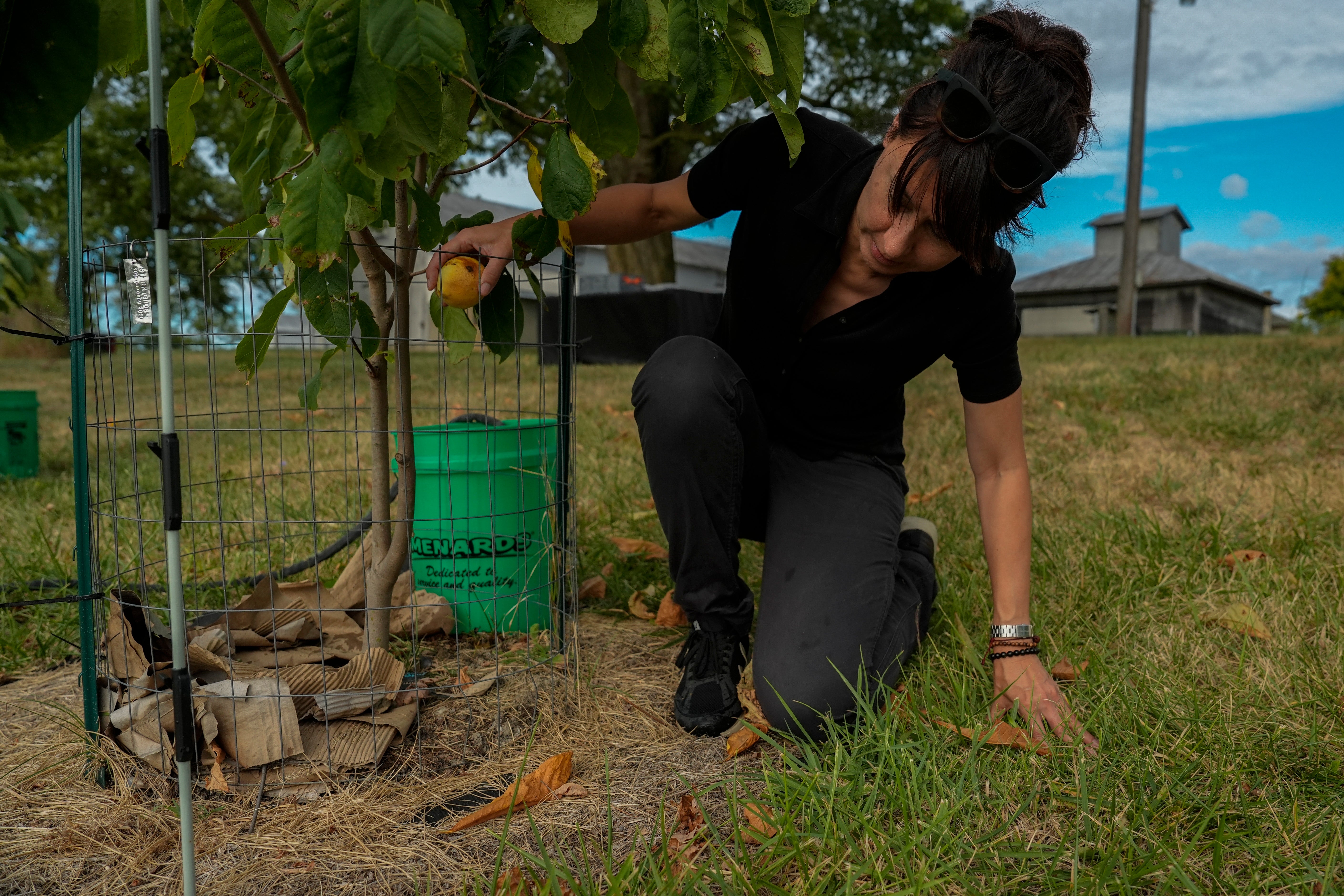 Climate Drought Pawpaw