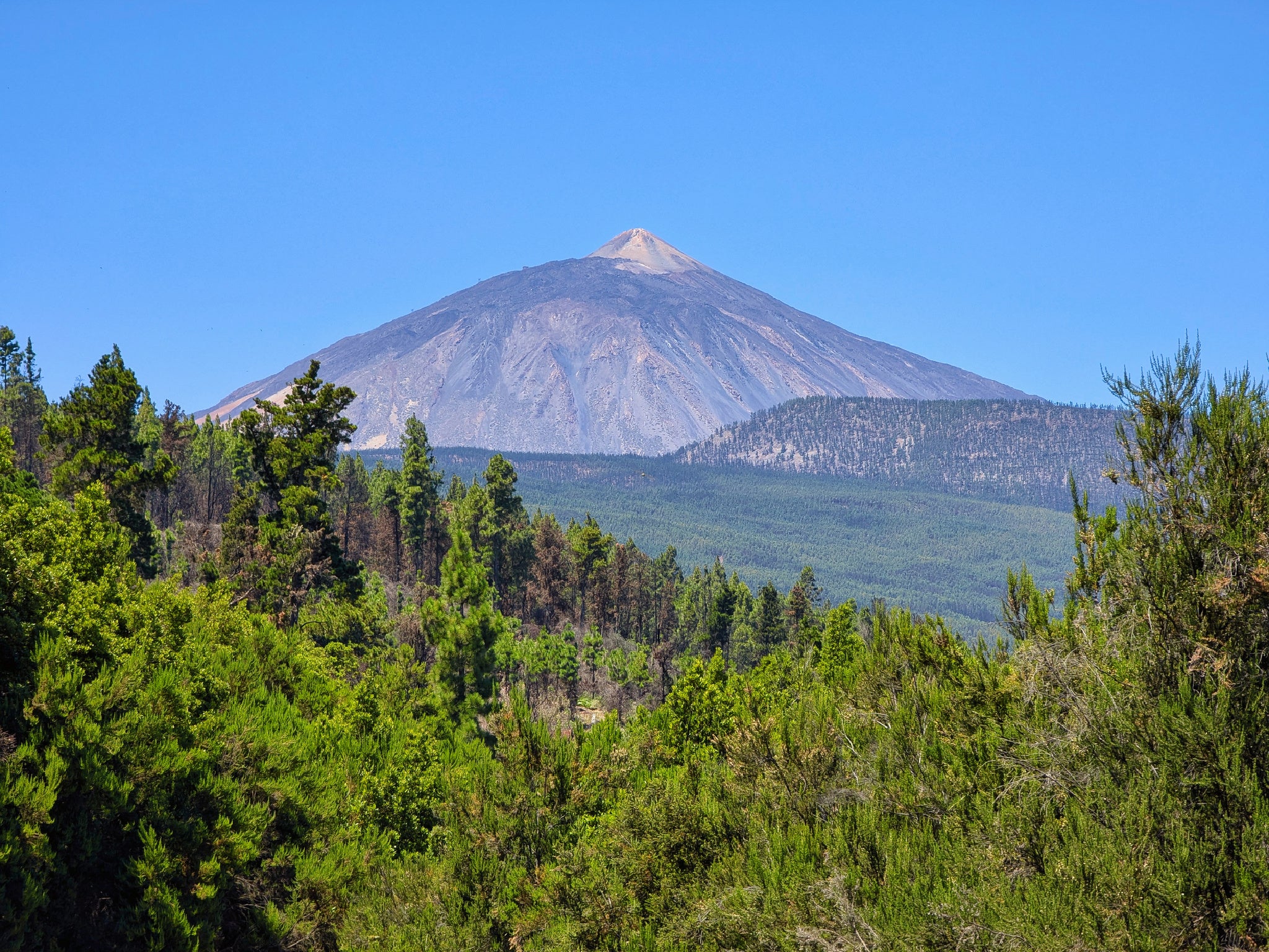 In the centre of Tenerife, you can swing through the treetopos