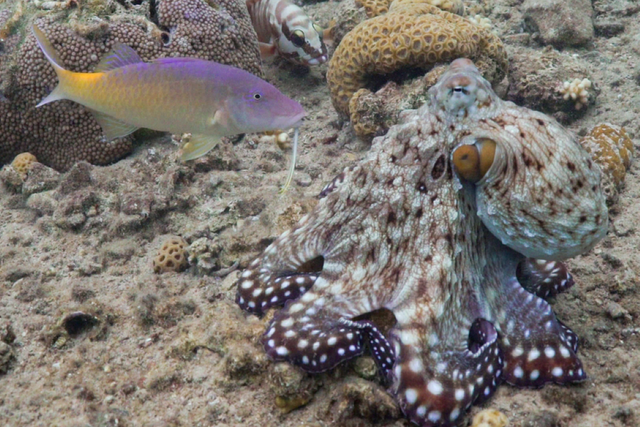 <p>Octopus seen hunting with fish and punching them if they don’t cooperate</p>