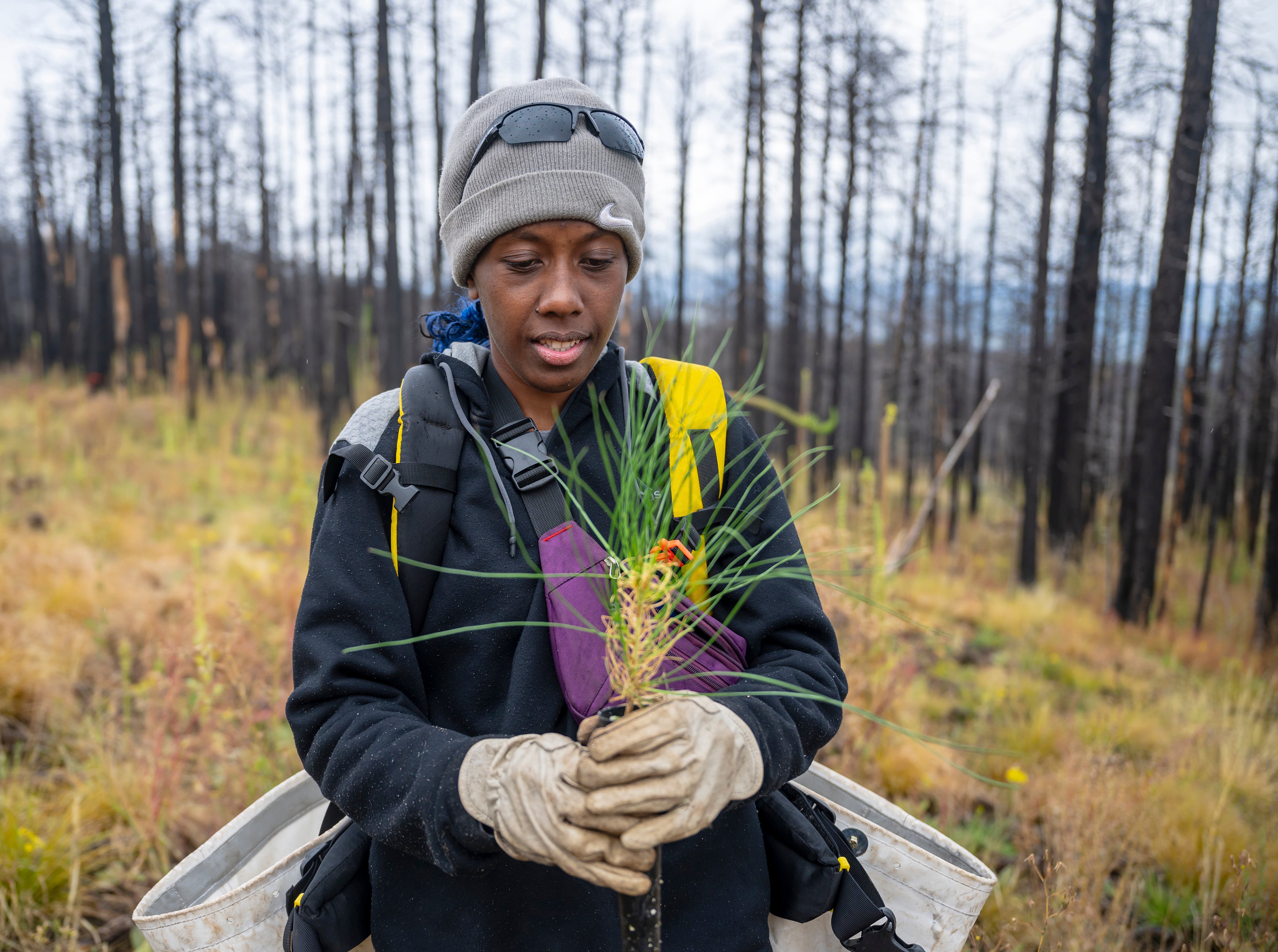 Wildfires Recovery Seedlings
