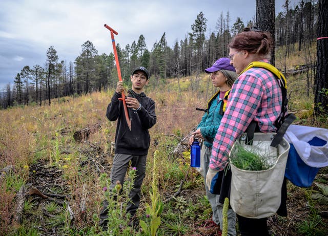 Wildfires Recovery Seedlings