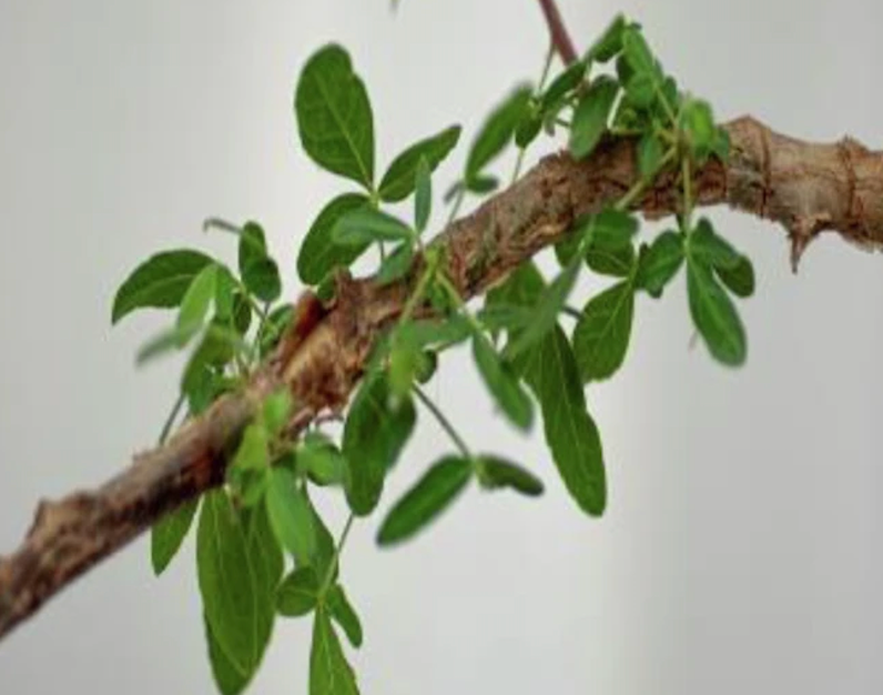 Hojas del árbol 'Sheba' que muestran pelos finos