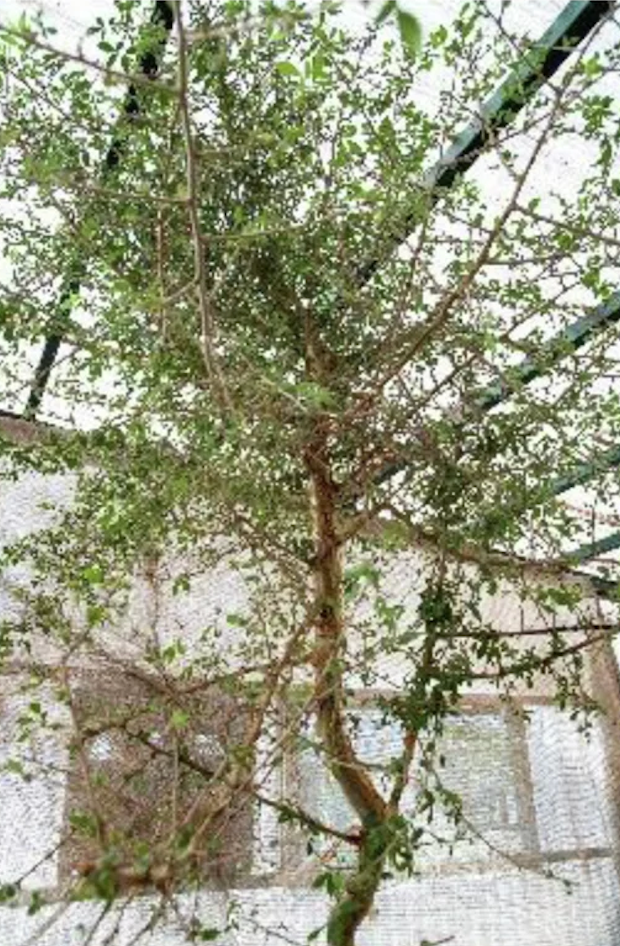 Árbol 'Sheba' maduro de 12 años