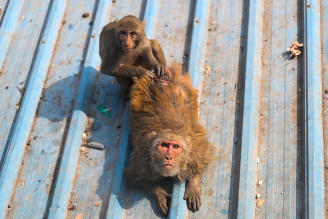 <p>File. Monkeys in Delhi, India </p>