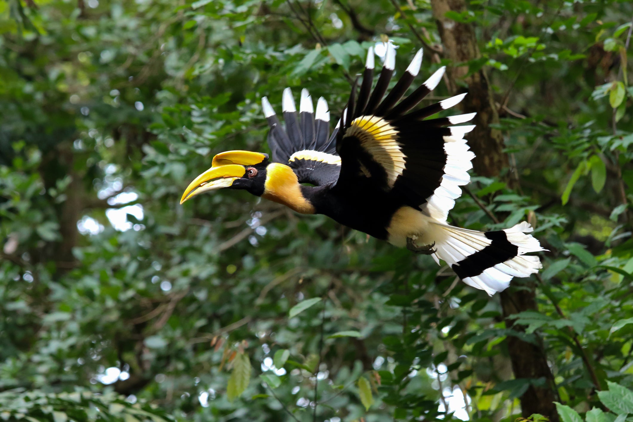 O resplandecente calau pode ser encontrado no Parque Nacional Khao Sok