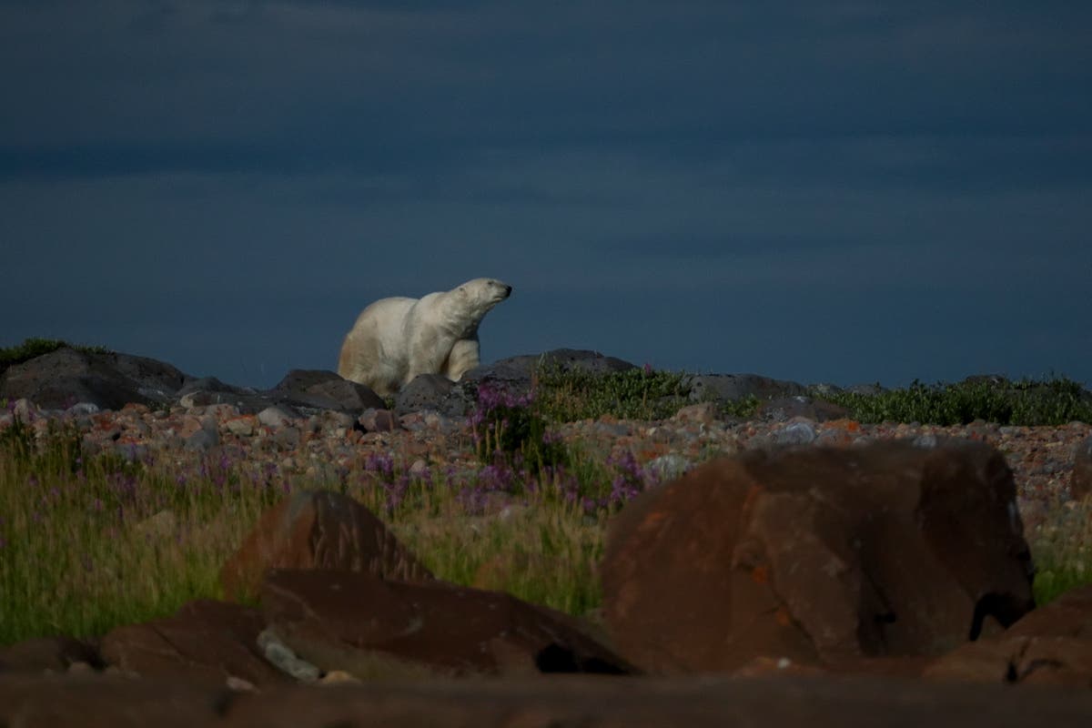 Man severely injured after ‘leaping on’ polar bear to protect wife expected to make full recovery