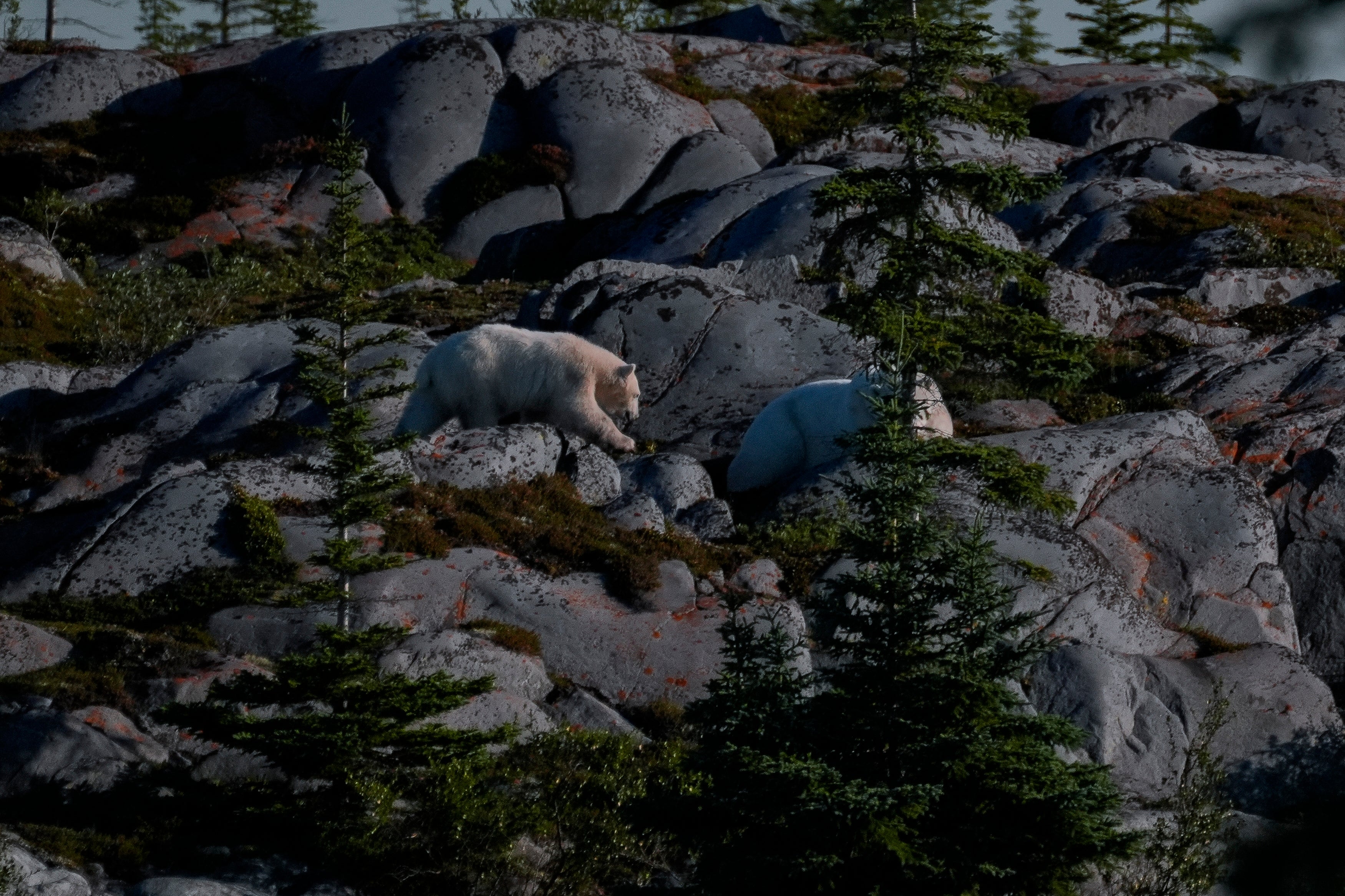 Climate Canada Ecosystem Outlook