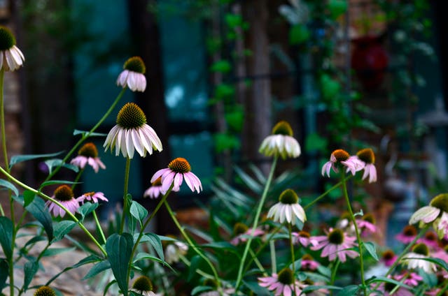 Gardening-Fall Checklist