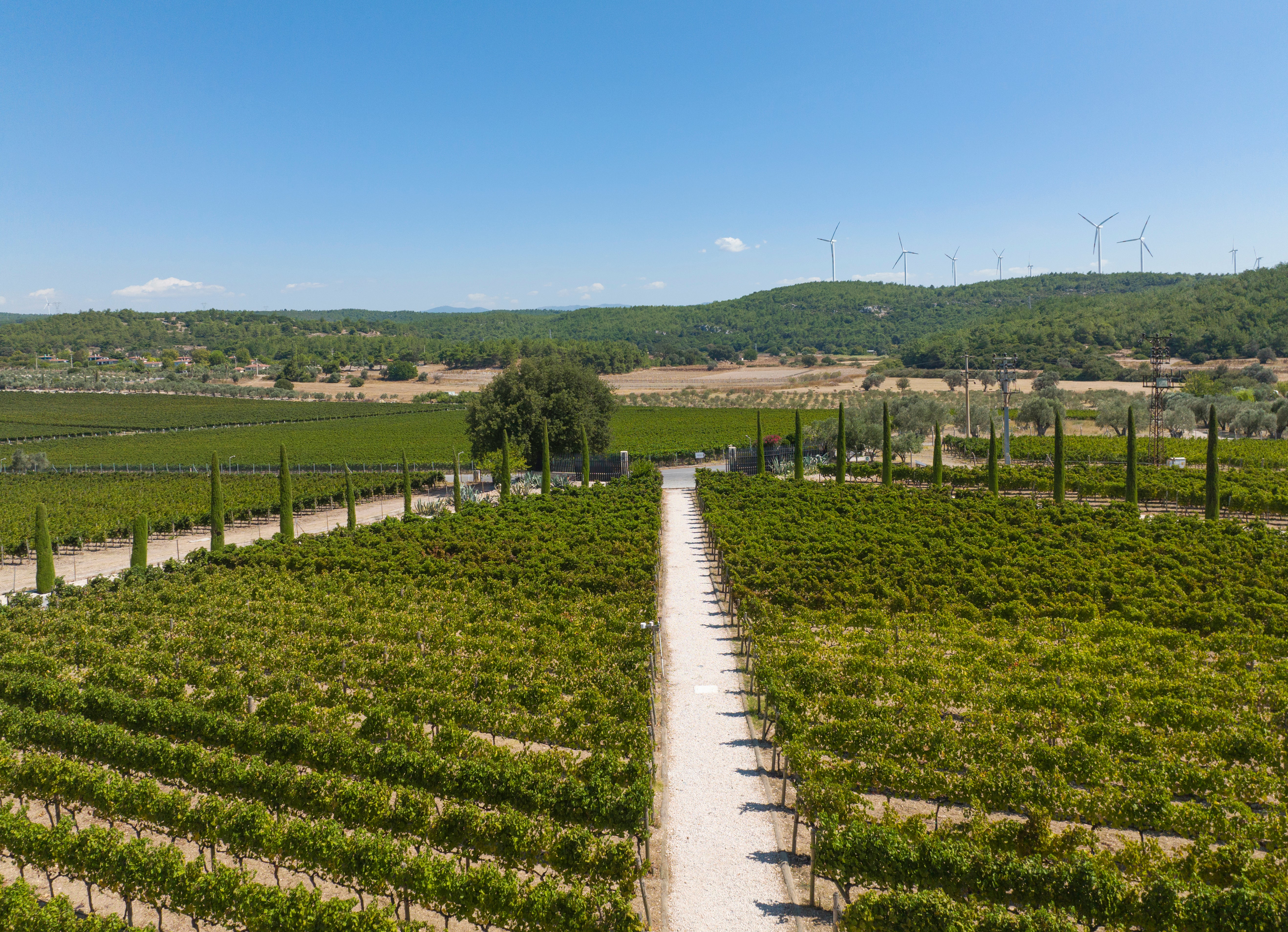 Vineyards in Urla