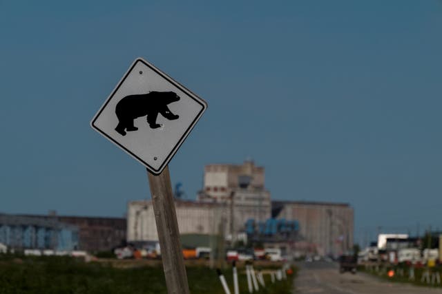 CANADÁ-OSOS POLARES