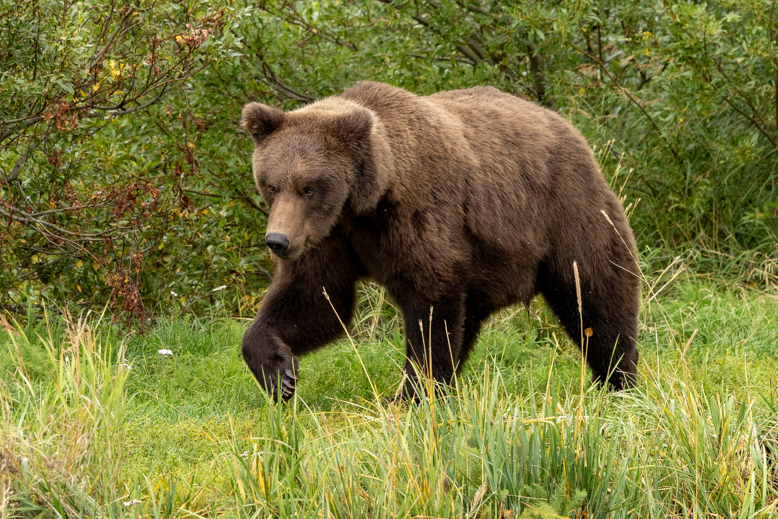 Alaska’s Fat Bear Week is back as chunkiest of chunks get ready for