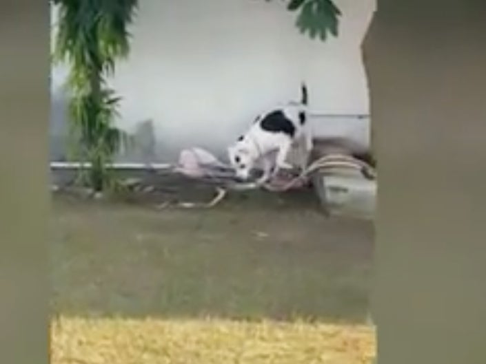 A pitbull attacked a King Cobra in Uttar Pradesh’s Jhansi, saving children from the venomous snake, and became a national hero. Screengrab