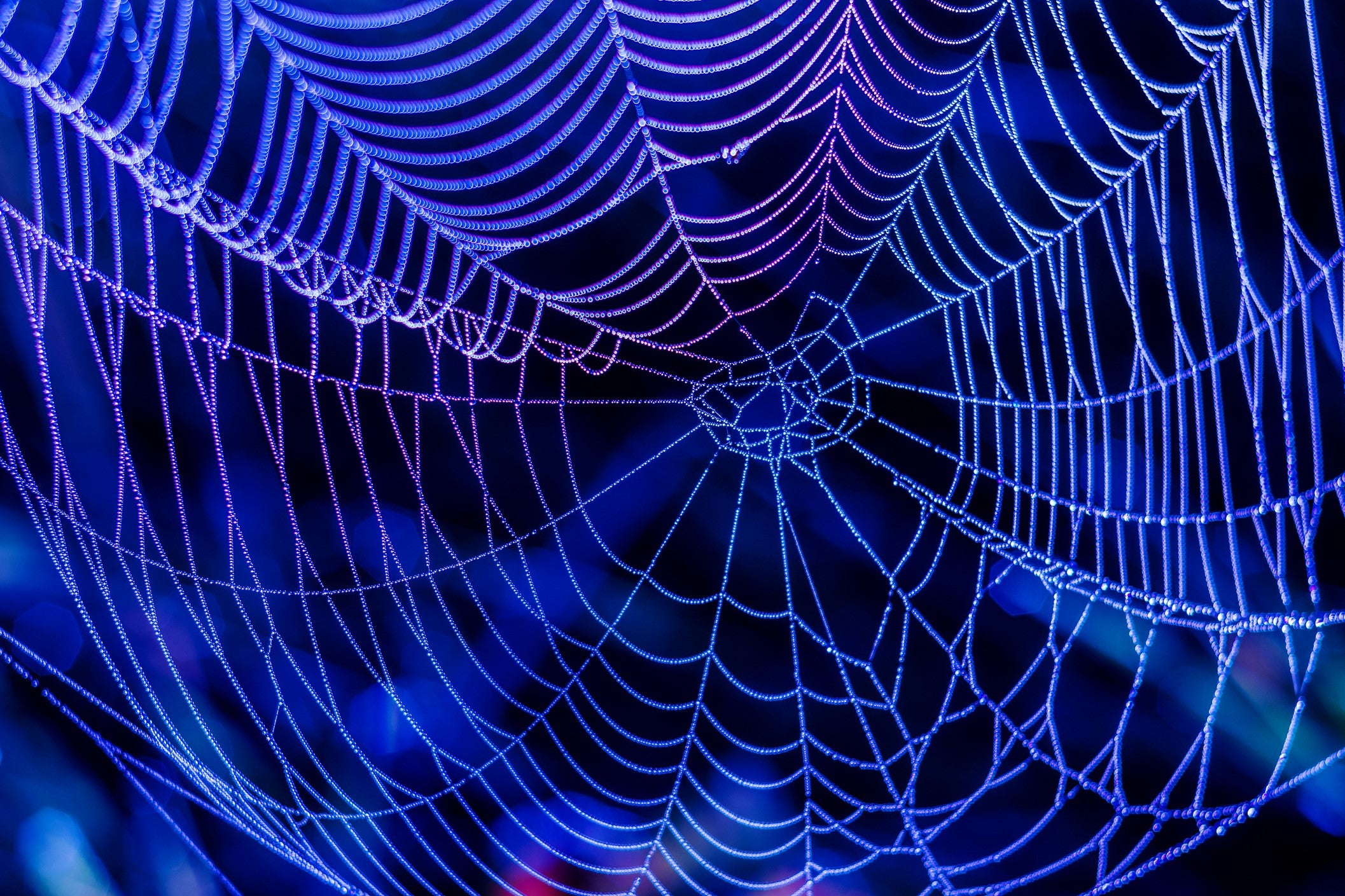 Spider silk can be used in next-generation medical materials, according to a new study from Nanjing Tech University in China