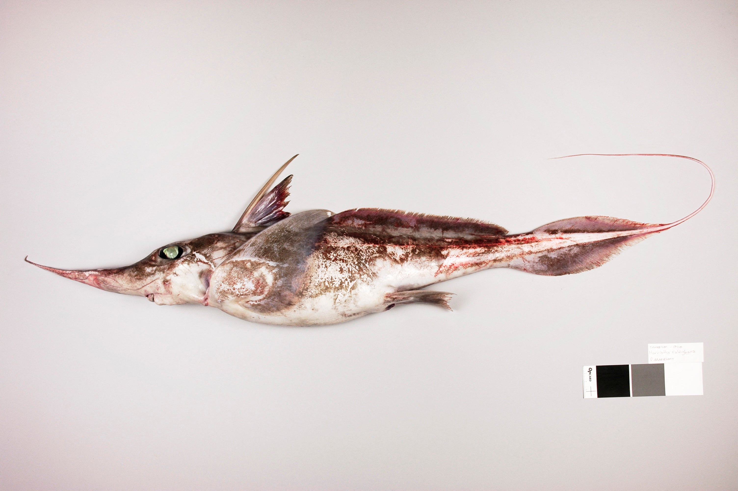 The new species of ghost shark has a beak-like mouth and a whip-like tail