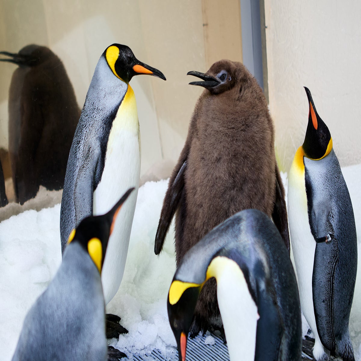 Move over, Moo Deng. Pesto, 22kg baby king penguin is the new viral star |  The Independent