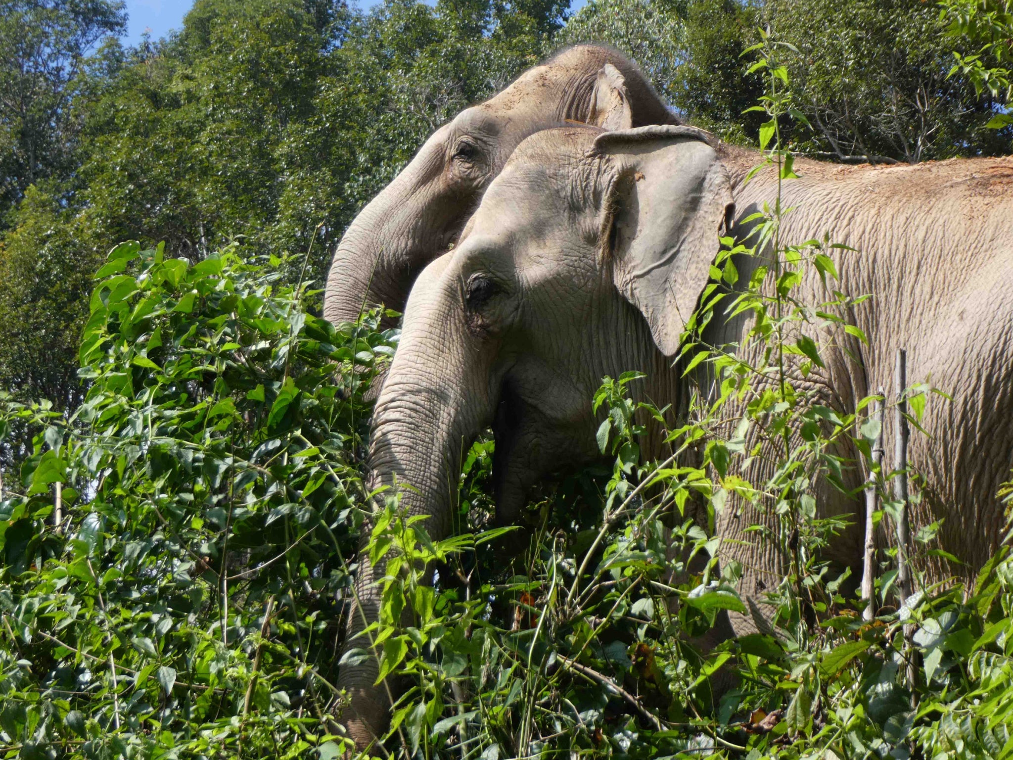 Elephants are free to roam around the eight-acre forest