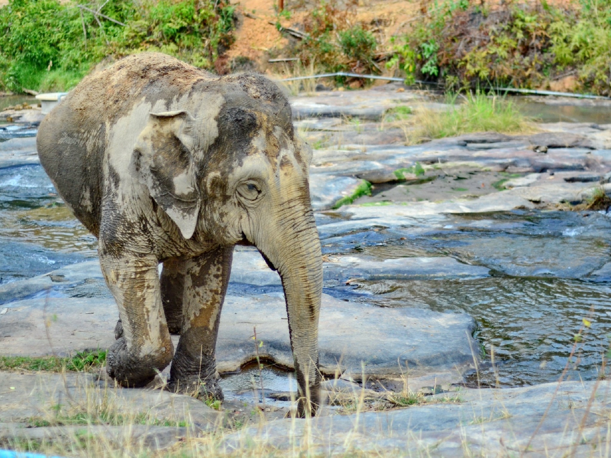 The camp allows elephants to live independently