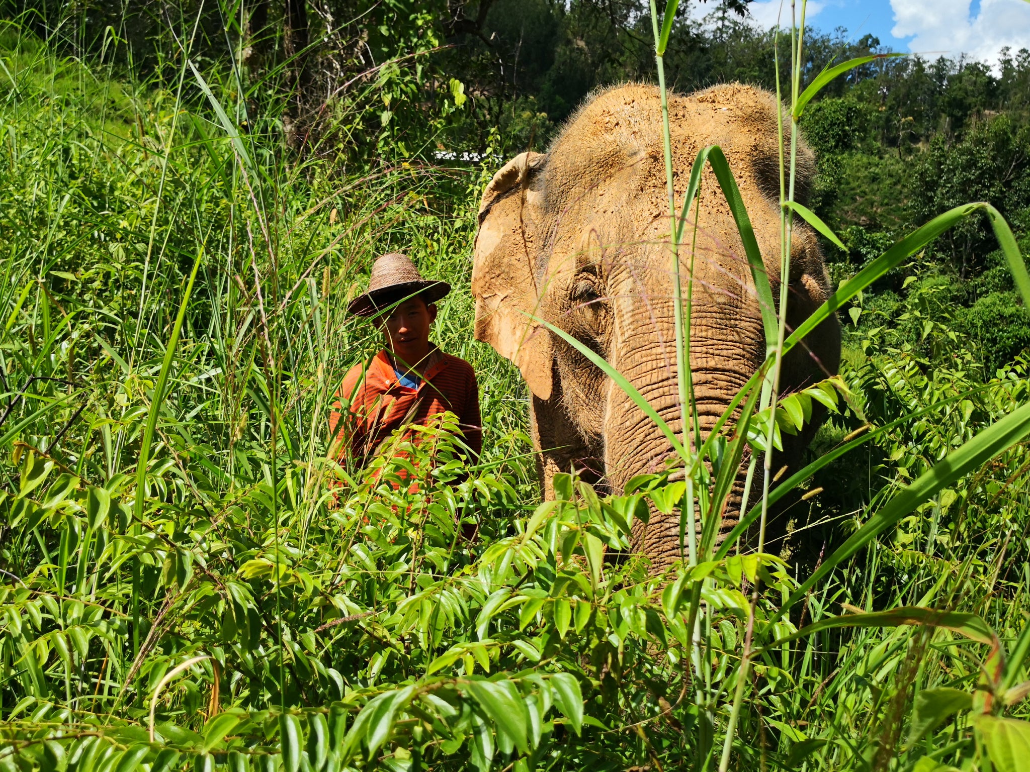 Mahouts cuidam de elefantes com turistas proibidos de tocar