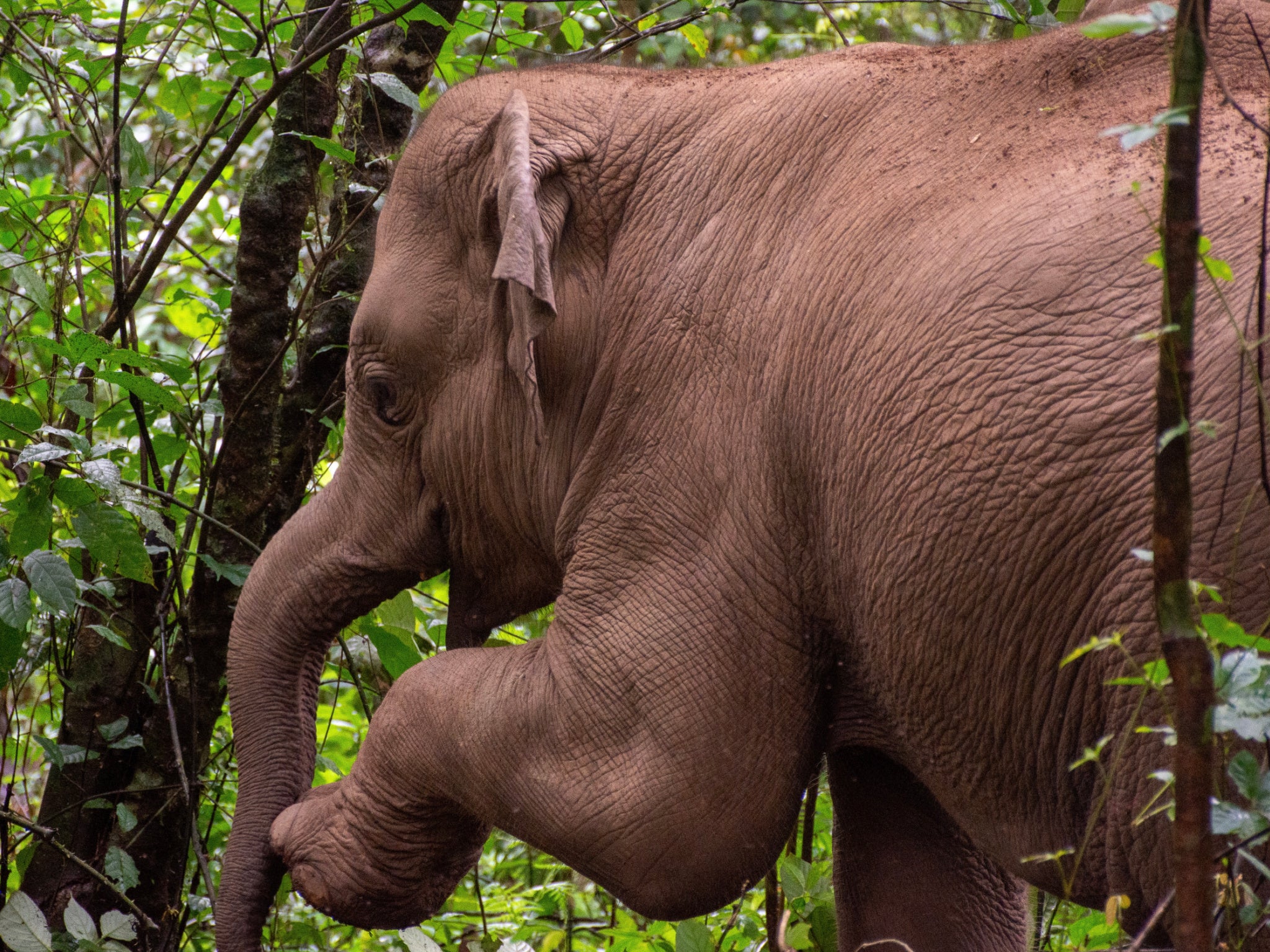 Observe elefantes brincando na Mahouts Elephant Foundation