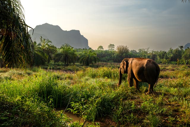 <p>Elephants have space to roam at Following Giants’ ‘no-touch’ sanctuaries</p>