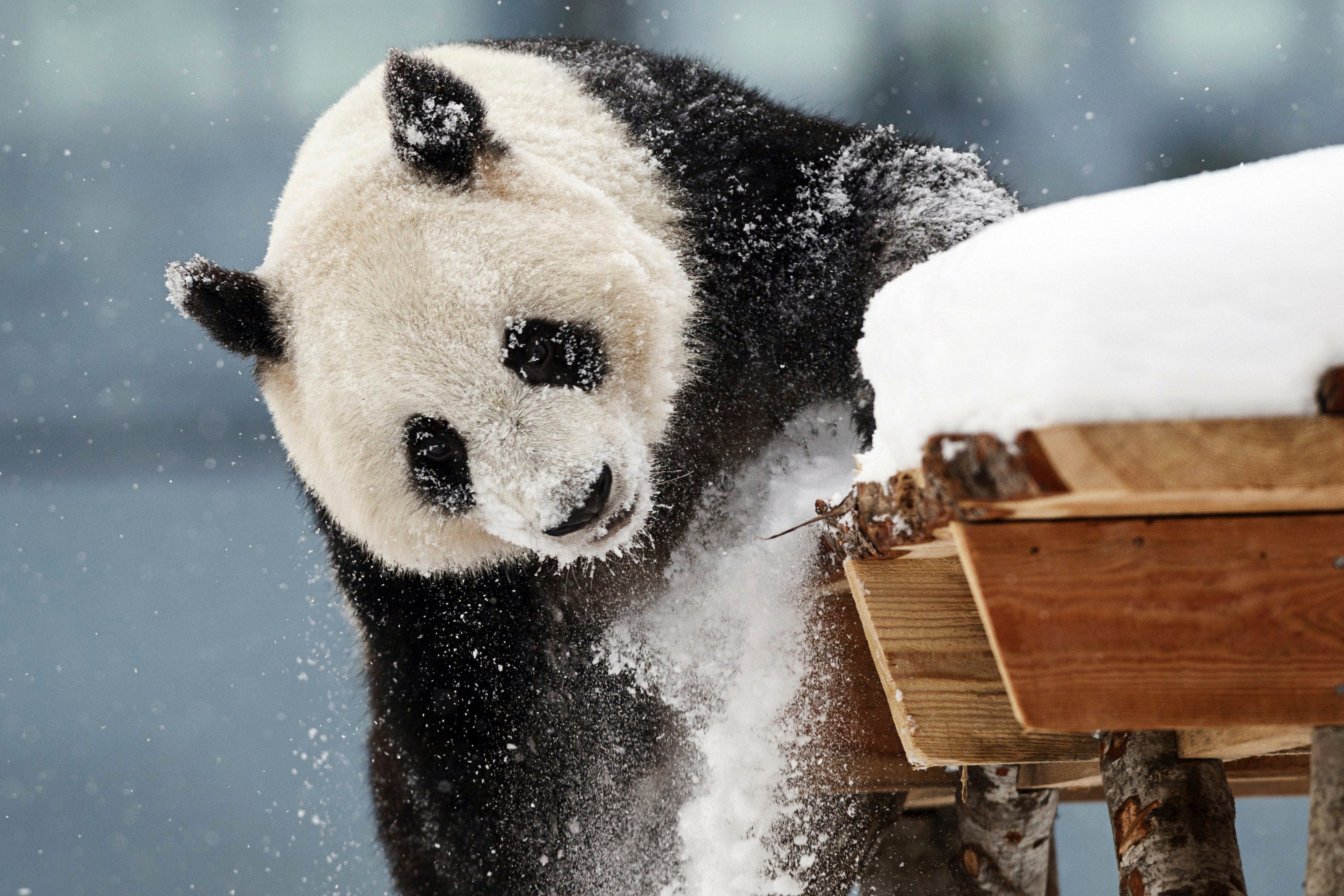 Finland China Giant Pandas