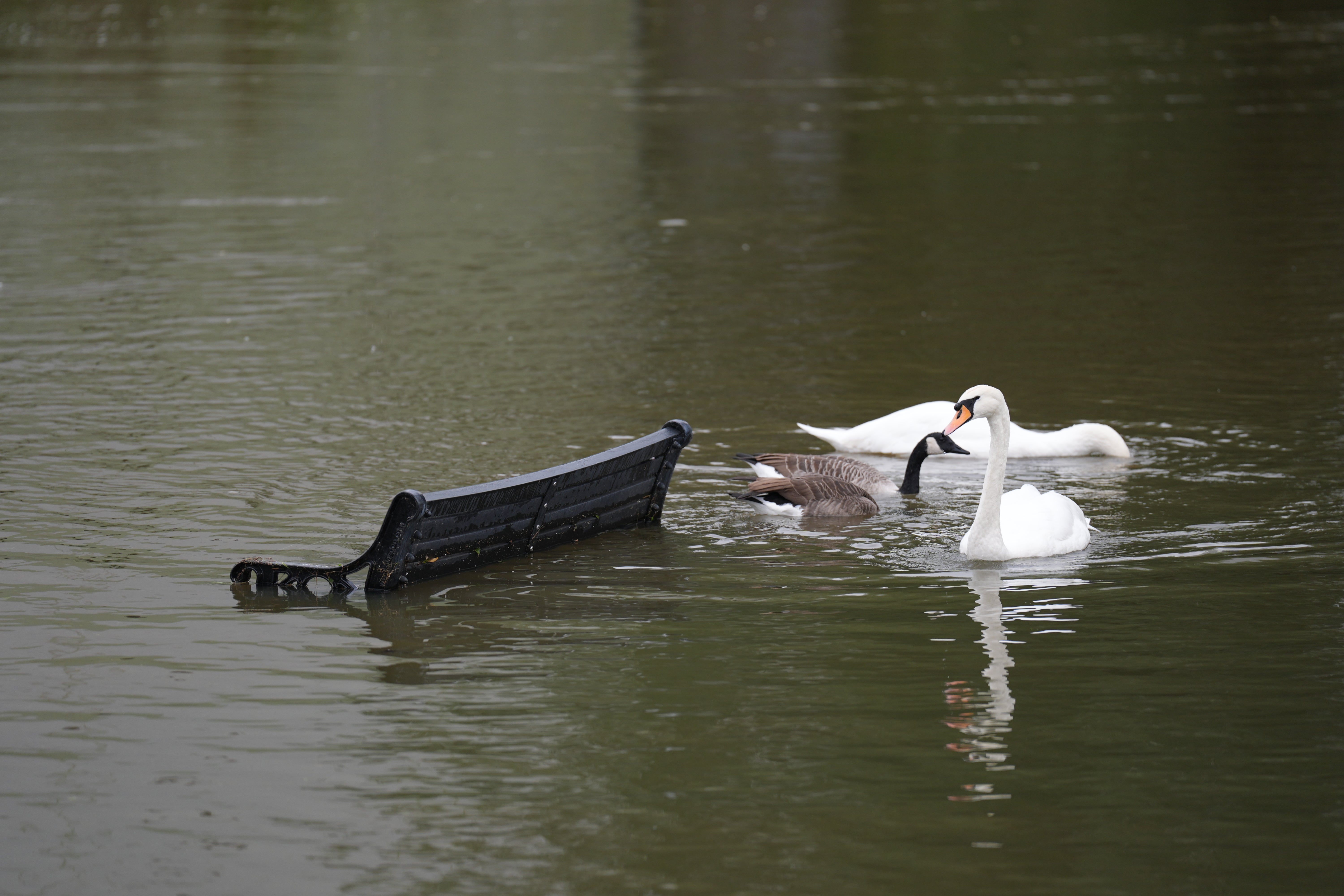 Swans swim past a bench submerged in flood water in Wellingborough