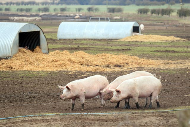 Almost 4,000 farms are certified RSPCA Assured (Danny Lawson/PA)