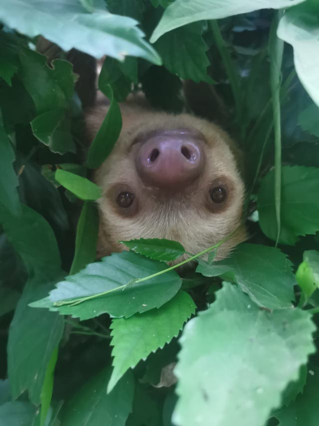 <p>Sloths may not survive by the end of century if temperatures continue to increase, study finds </p>