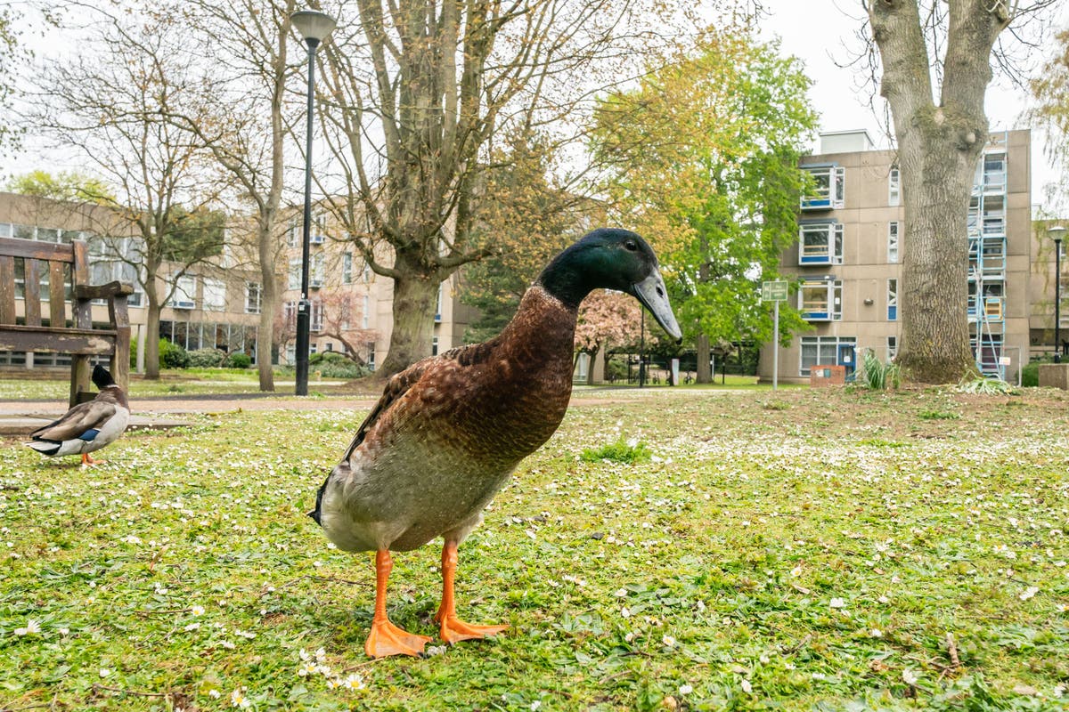 Long Boi Statue Unveiled at University of York