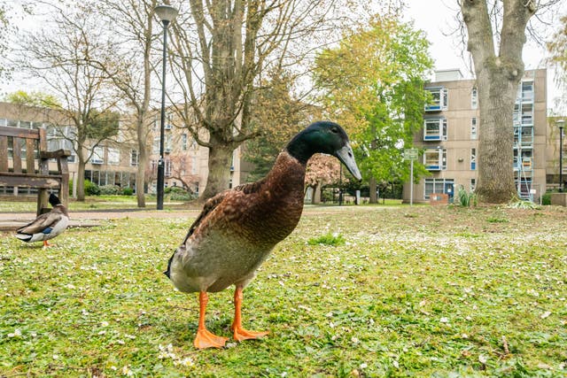 York university campus duck named Long Boi, who went viral due to his impressive stature (PA)