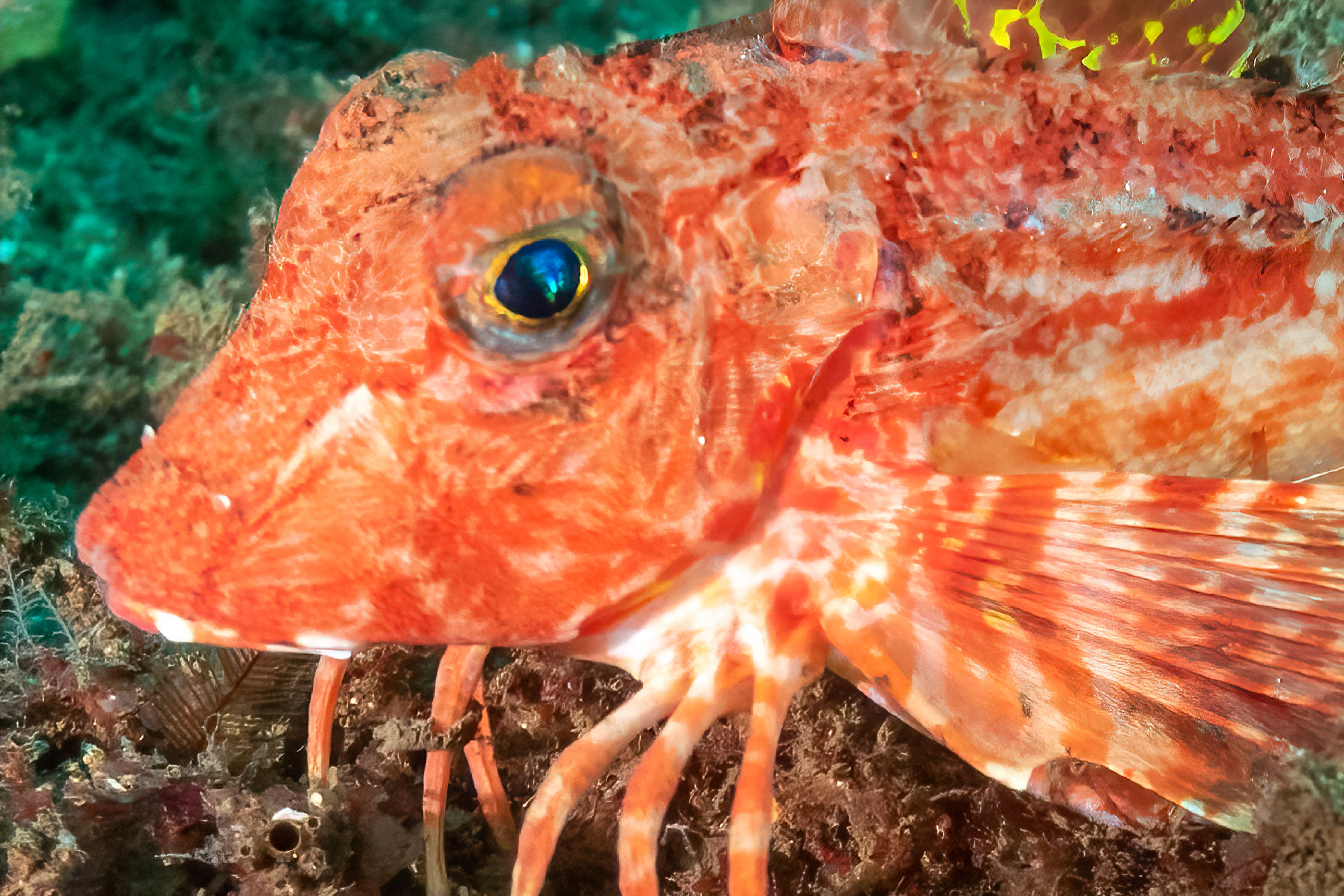 Sea robins have leg-like structures that give them the ability to walk on the ocean floor (Mike Jones/Current Biology)