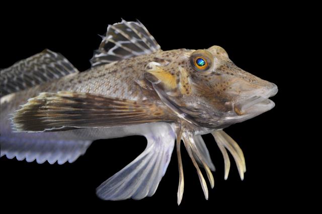 <p>The Prionotus carolinus is a sea robin species with legs that are highly sensitive to touch and can taste prey hidden within the sea floor (Anik Grearson/Current Biology)</p>