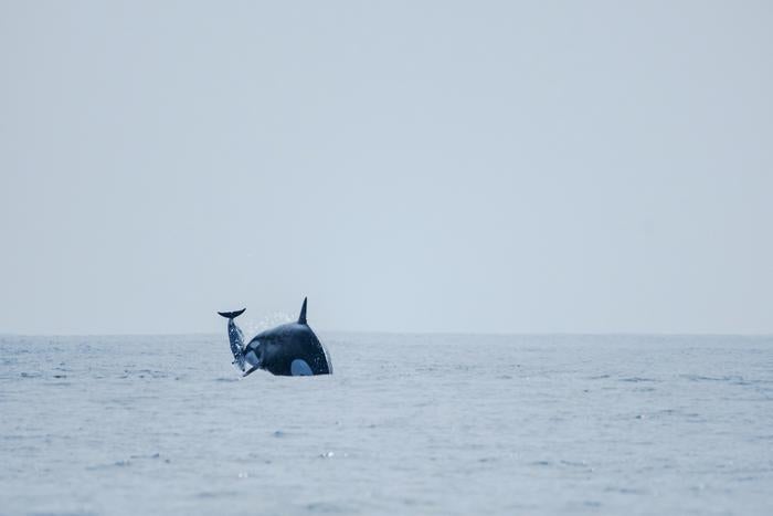 Matriarch orca ‘Dakota’ propels dolphin into air while hunting