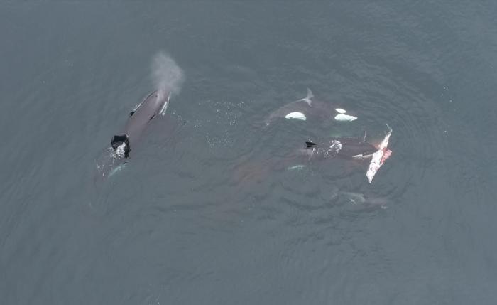 Orcas share meat of dusky dolphin among pod