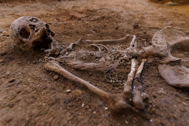 <p>Representational picture shows a human skeleton found in archaeological excavation </p>