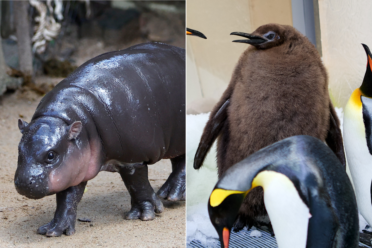 Moo Deng and Pesto the Penguin are the perfect antidote to your existential terror