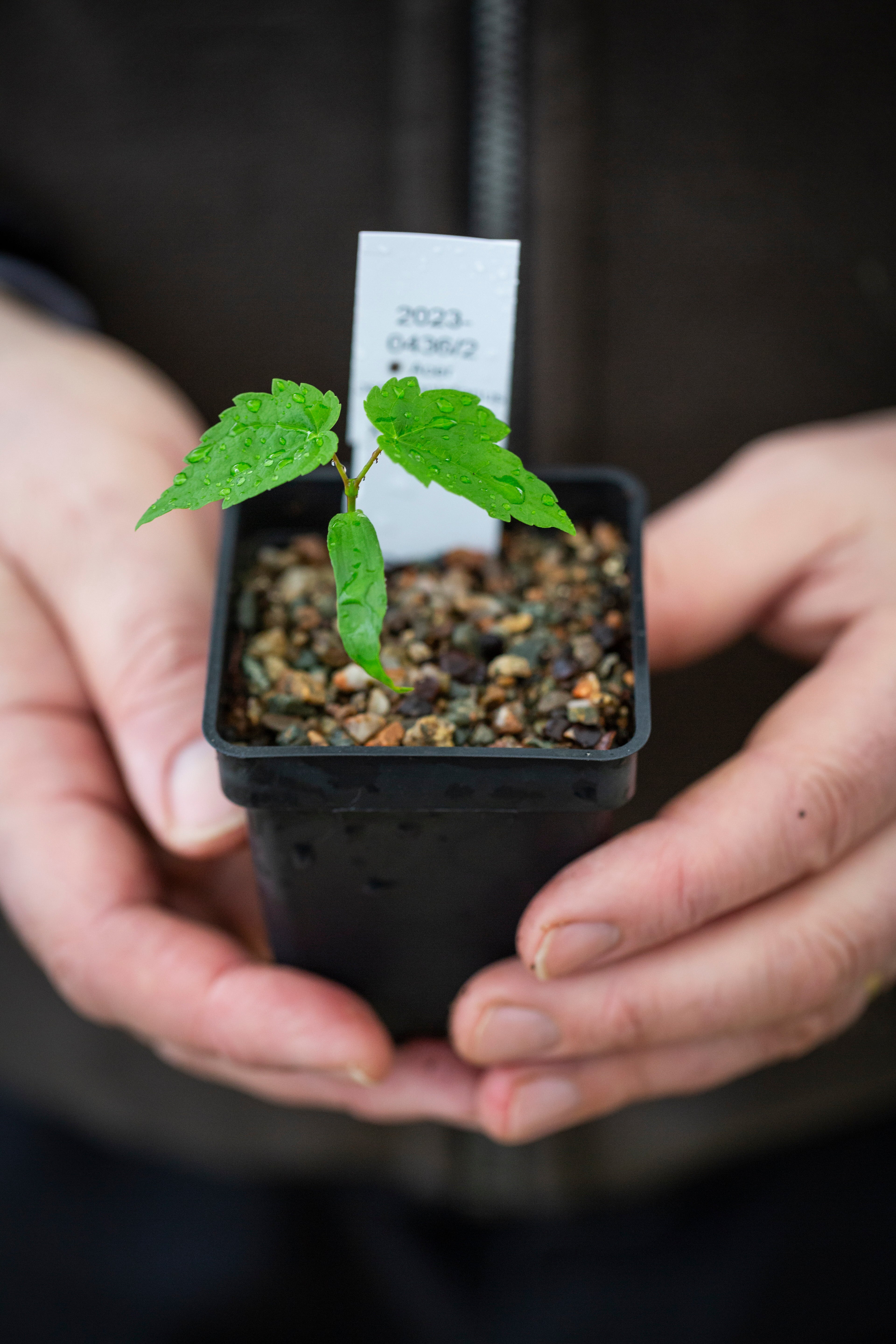 Seeds were picked up from the stricken tree to create saplings which will be given out across the UK