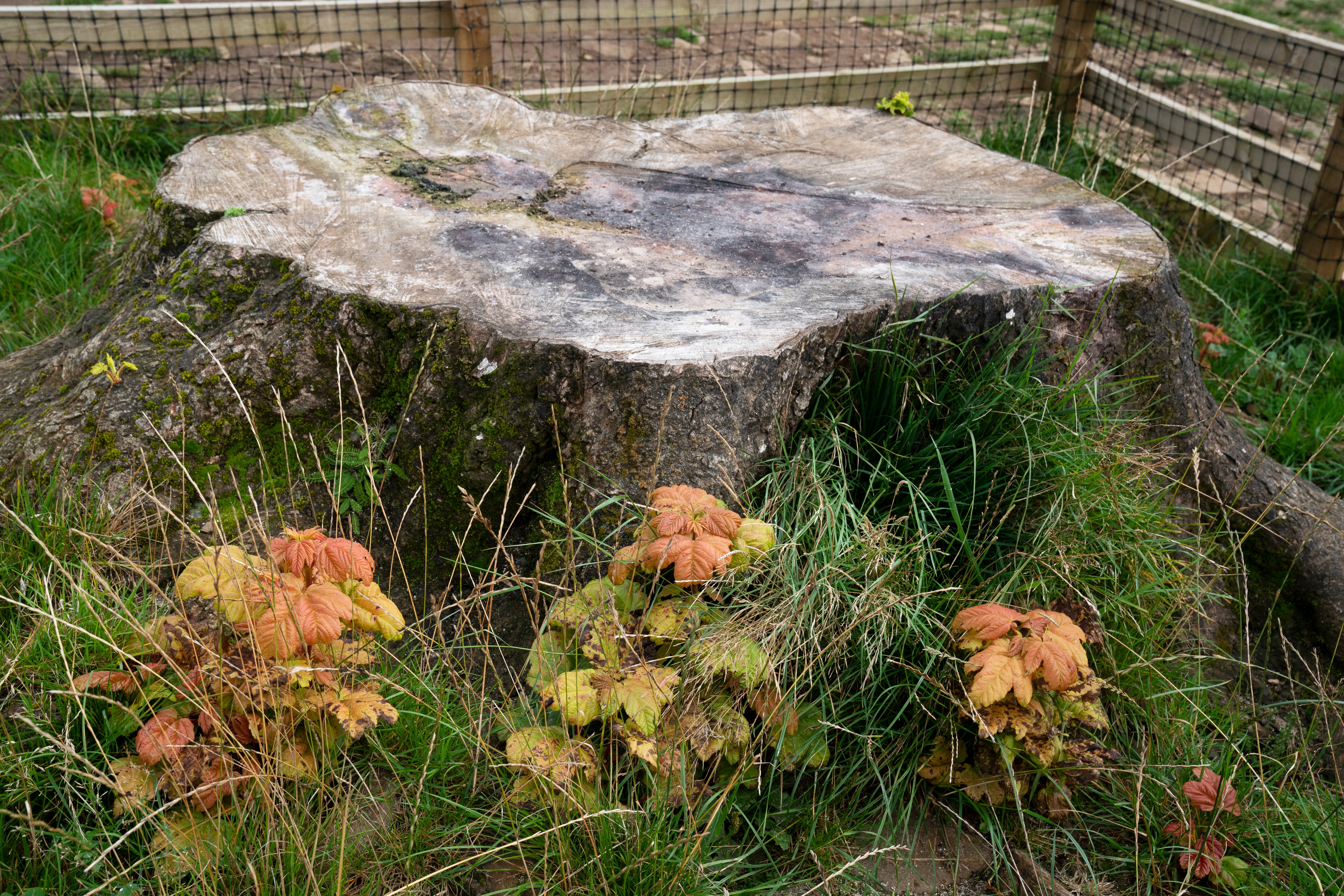 The stump of the Sycamore Gap tree today