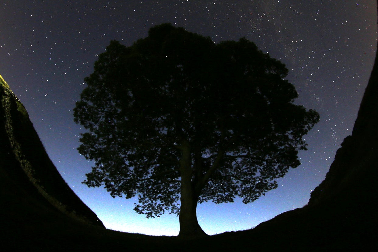 Britain Sycamore Gap Tree