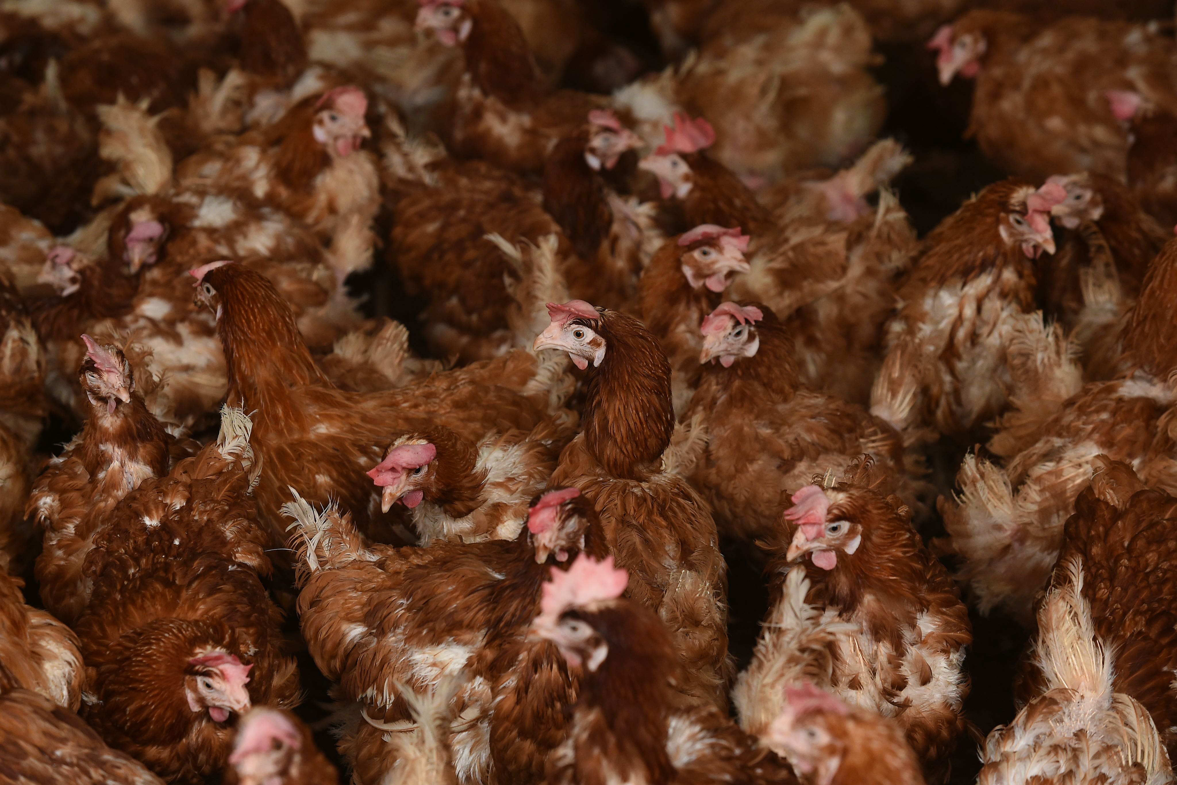 A brood of hens as campaigners call for stronger policies on antibiotic use from supermarkets (Joe Giddens/PA)