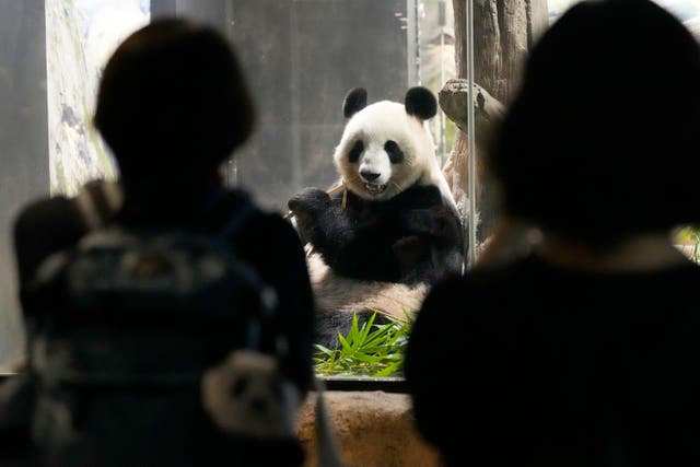 Ri Ri and Shan Shan: Fans bid farewell to beloved panda pair before ...