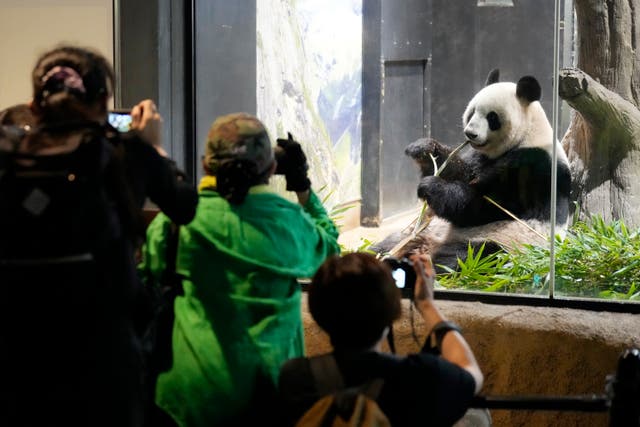 Japan Panda Farewell