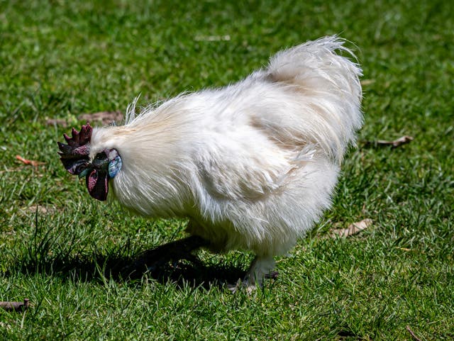 <p>A Chinese silk chicken named Betty White was thrown to her death in an alligator-filled pond by an Australian park guest</p>