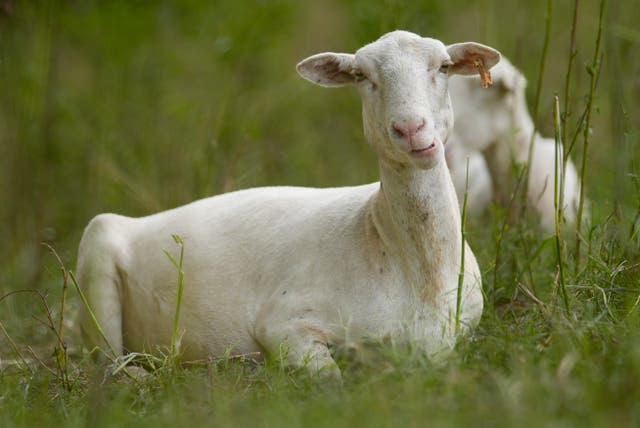 Urban Sheep Herding