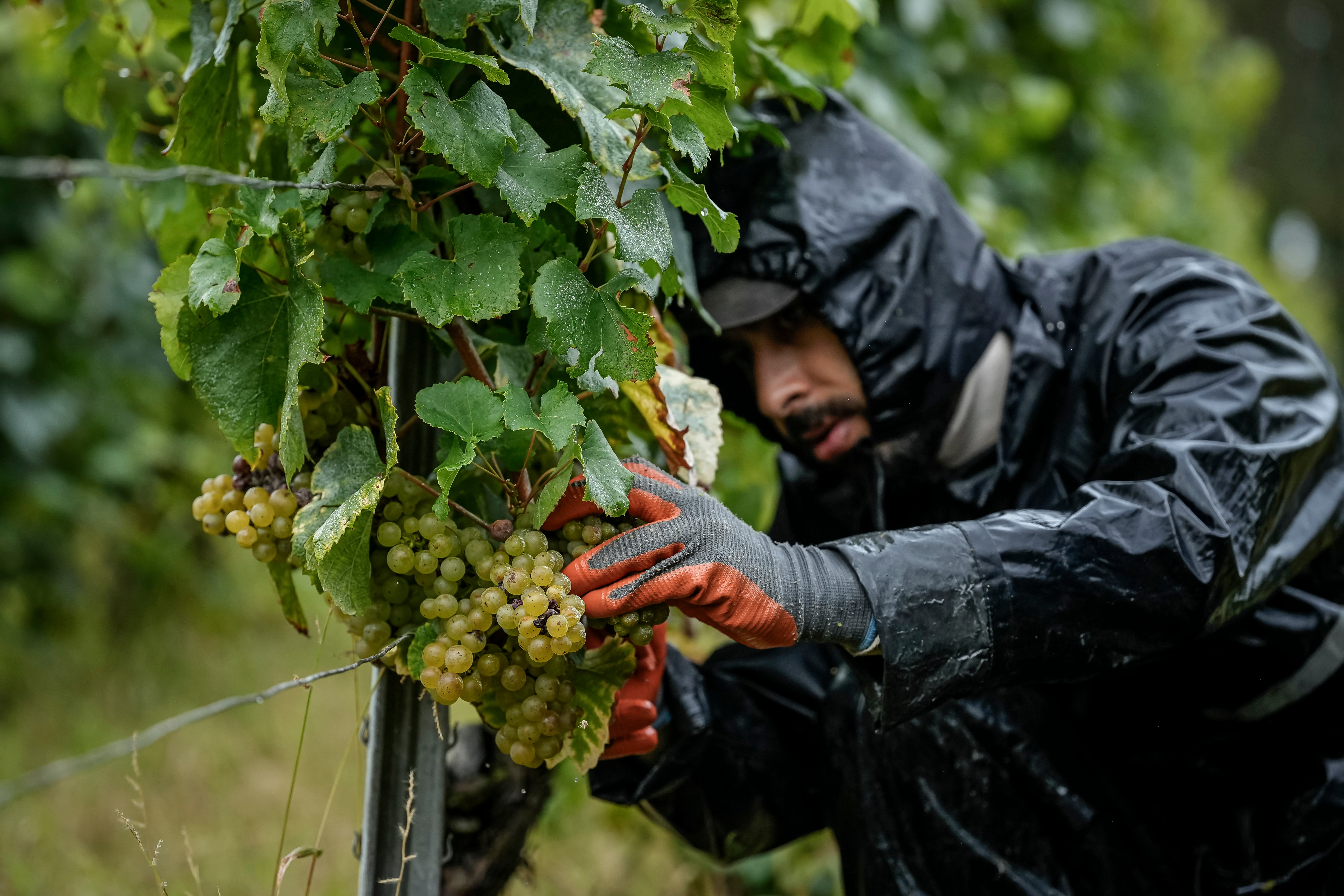 A grape-picker harvests Chardonnay grapes at Domaine Lavantureux, in Chablis, Burgundy region, France